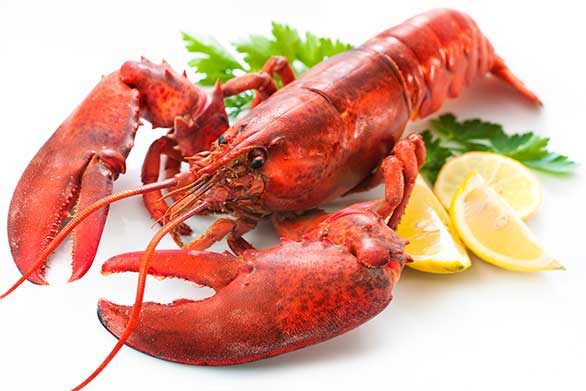 Red prawn