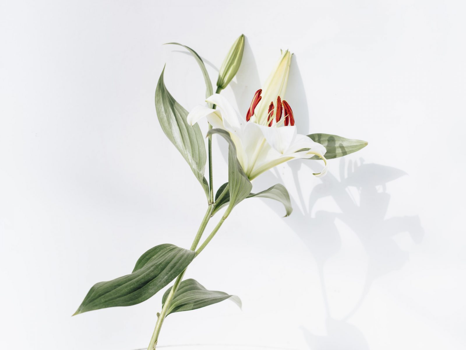 Image hover effect image