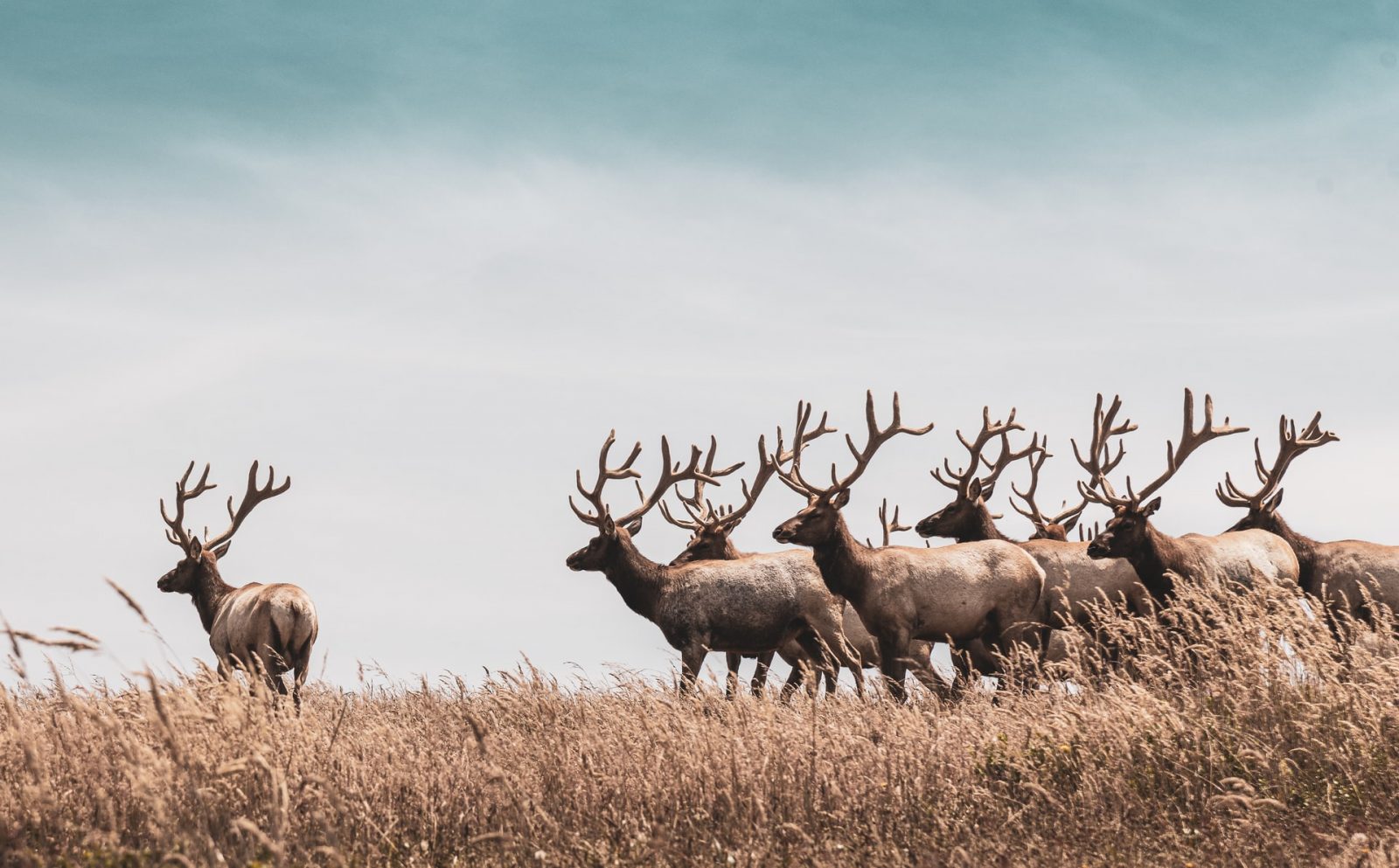 Image hover effect image